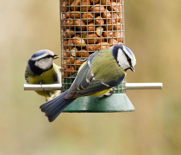 mindfulness and relaxation garden birds