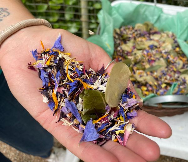 Petals to Remember hand holding petals